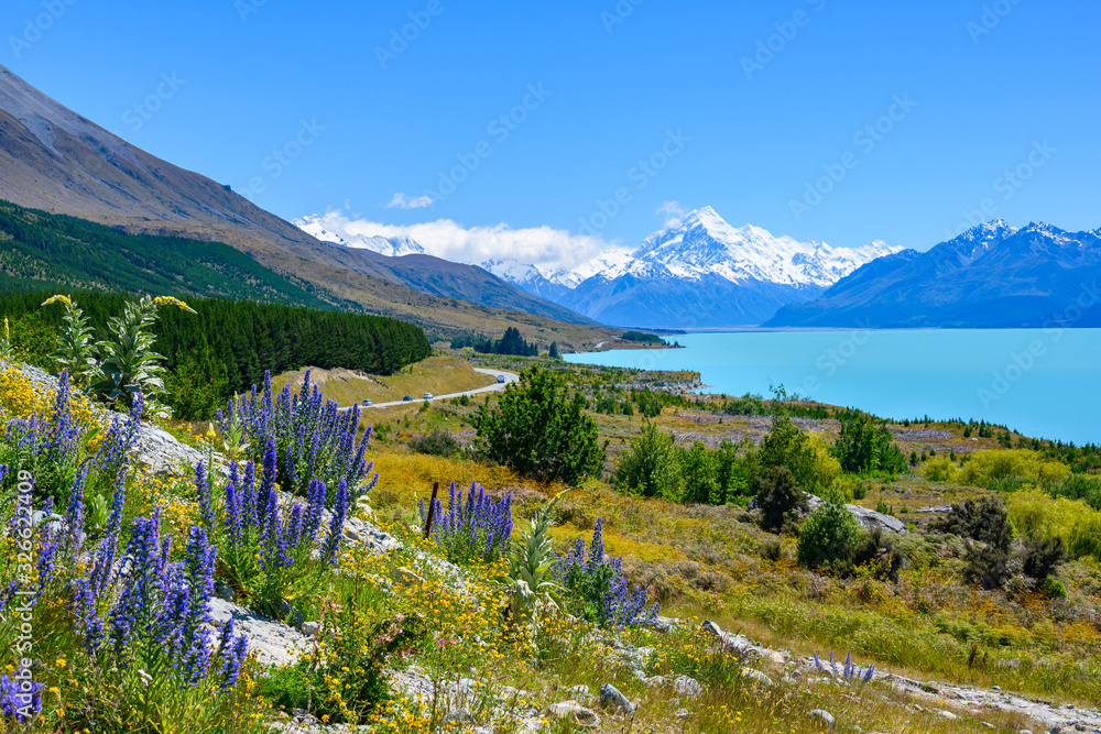The roadside has beautiful Lupin flowers in the summer. Background overlooking Mount cook at Lake Pukaki, New Zealand.