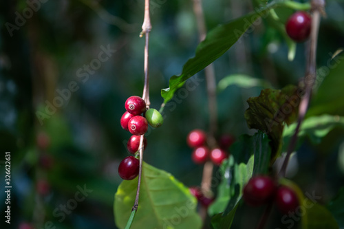 Close up of Typica red cherry kind of coffee bean on branch by planting mixed substances with forests and source of organic coffee,industry agriculture in the North of thailand.