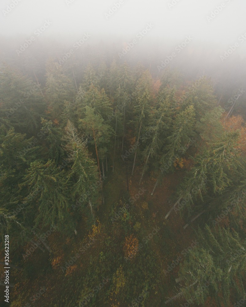 Aerial view of wild spruce and fir forest trees.