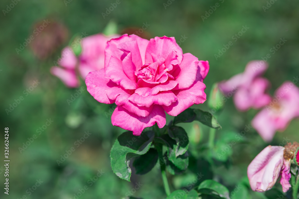 Pink rose flower in garden. Nature background