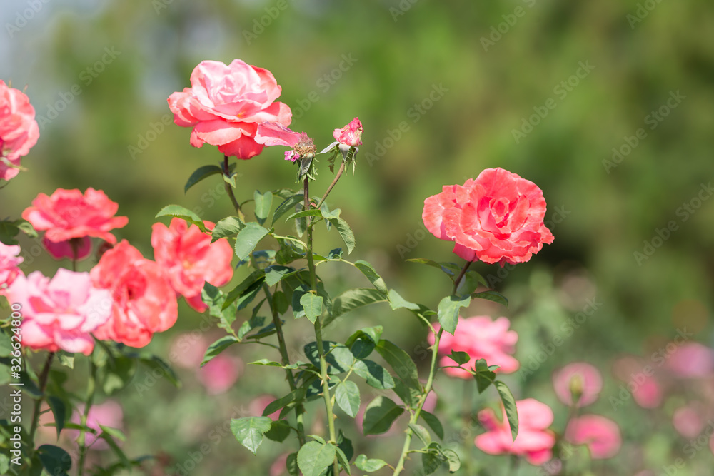 Fototapeta premium Orange rose flower in garden. Nature background