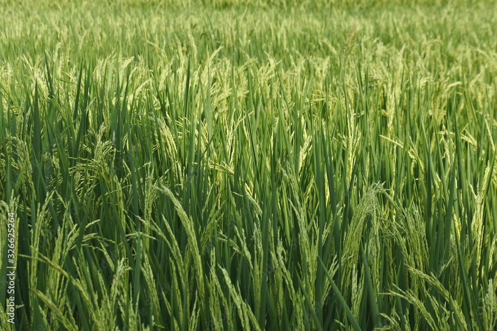 Closeup of young paddy rice field with green leaf. Rice field. Closeup of young paddy rice field with green leaf. Rice field.