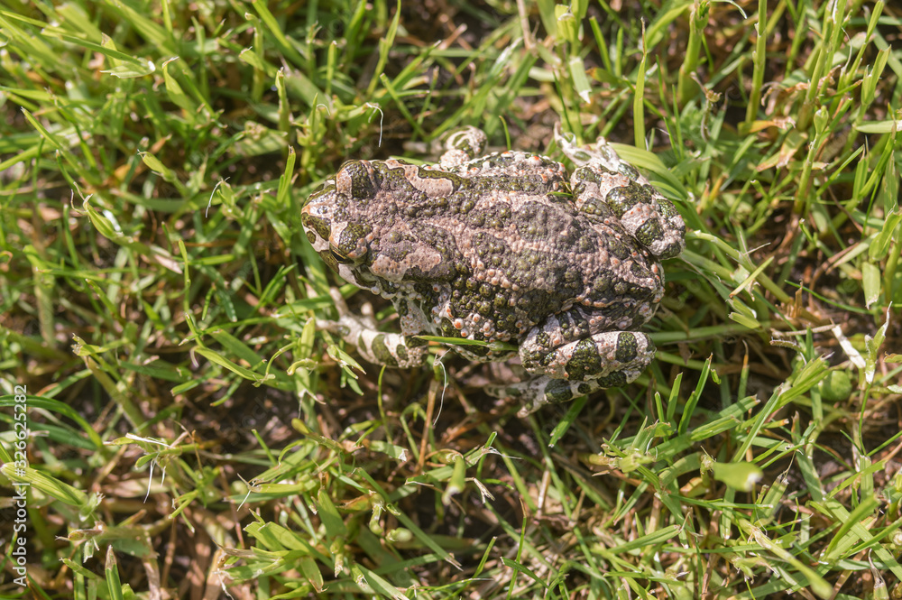 Top view on green toad camouflaging in spring grass at sunny spring morning Top view on green toad camouflaging in spring grass at sunny spring morning