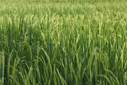 Closeup of young paddy rice field with green leaf. Rice field.