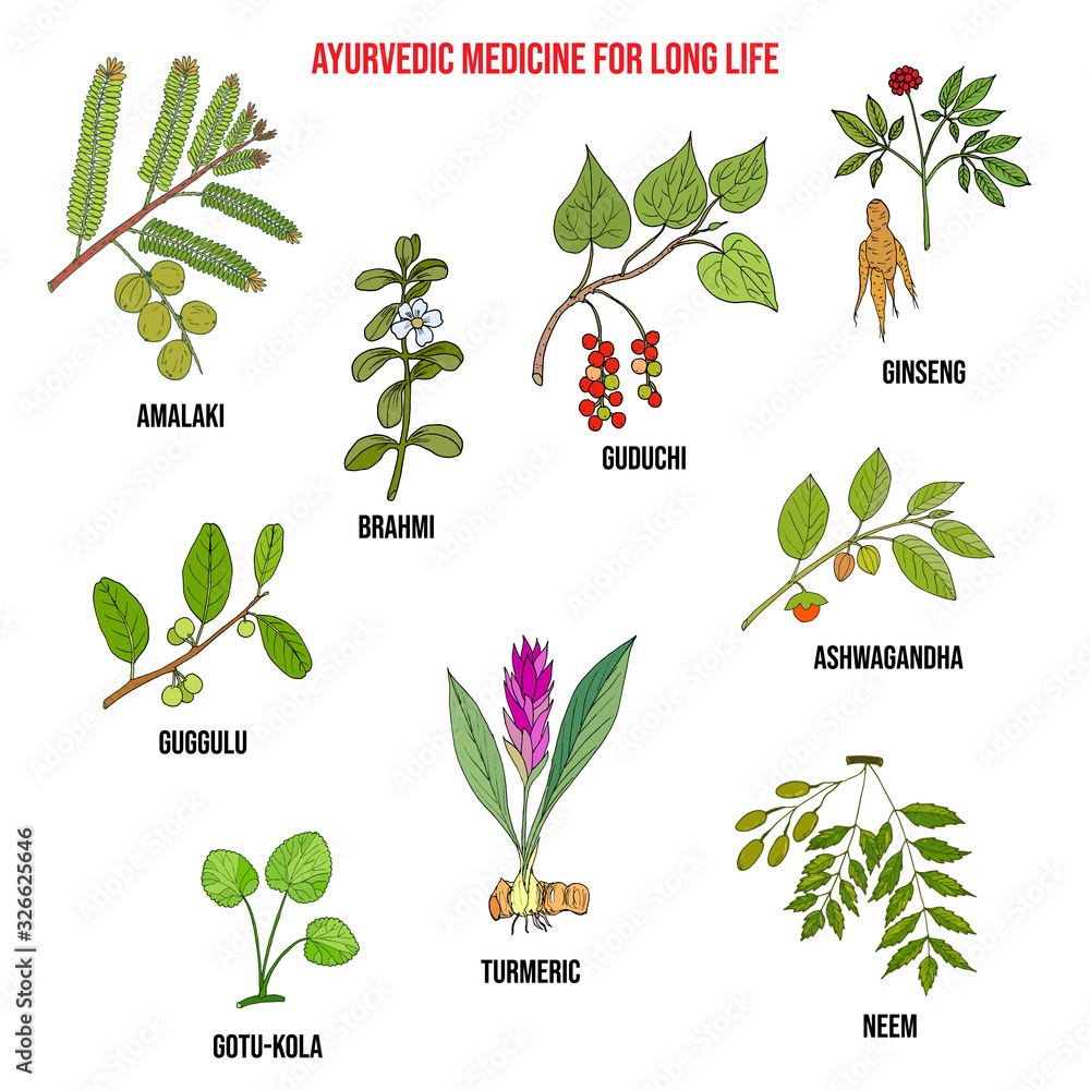 Ayurvedic herbs, natural botanical set. Hand drawn vector illustration ...