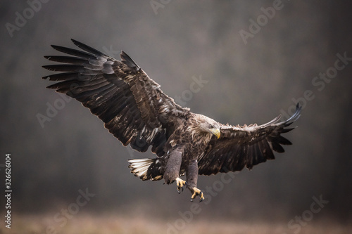 Isolated white-tailed eagle in flight with fully open wings