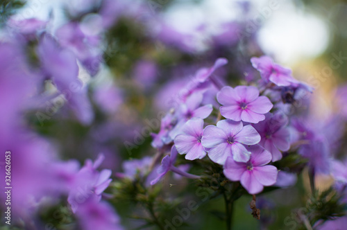 closeup of blooming purple phlox