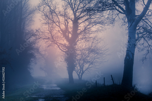foggy morning on a small country lane