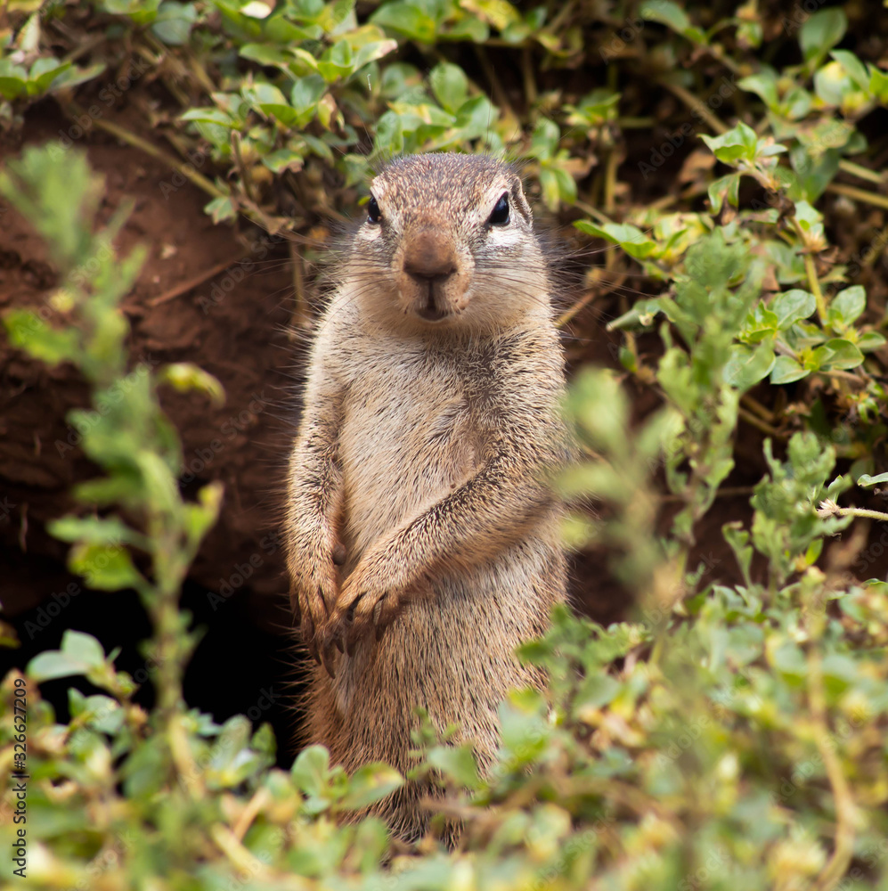 Fototapeta premium Squirrel on the look out