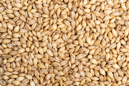 Pearl Barley, background texture, closeup detail of common cereal ingredient.