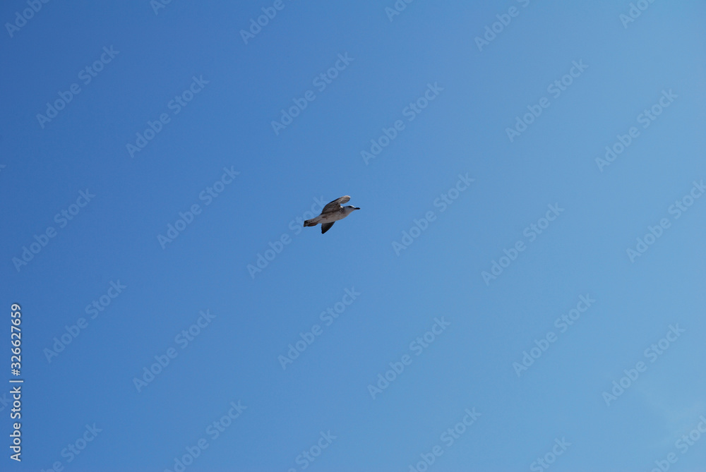 Fototapeta premium Flying seagull over blue Aegean Sea.