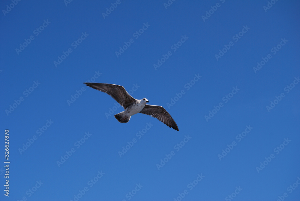 Flying seagull over blue Aegean Sea. Flying seagull over blue Aegean Sea.
