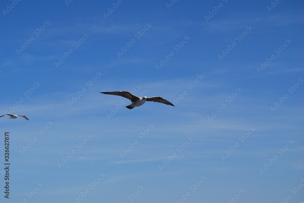 Flying seagull over blue Aegean Sea. Flying seagull over blue Aegean Sea.