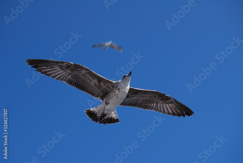 Flying seagull over blue Aegean Sea.