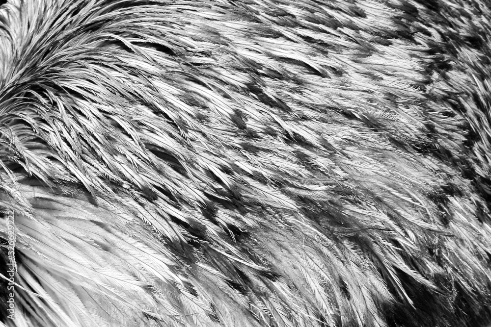 black and white texture of feathers from Emu birds black and white texture of feathers from Emu birds