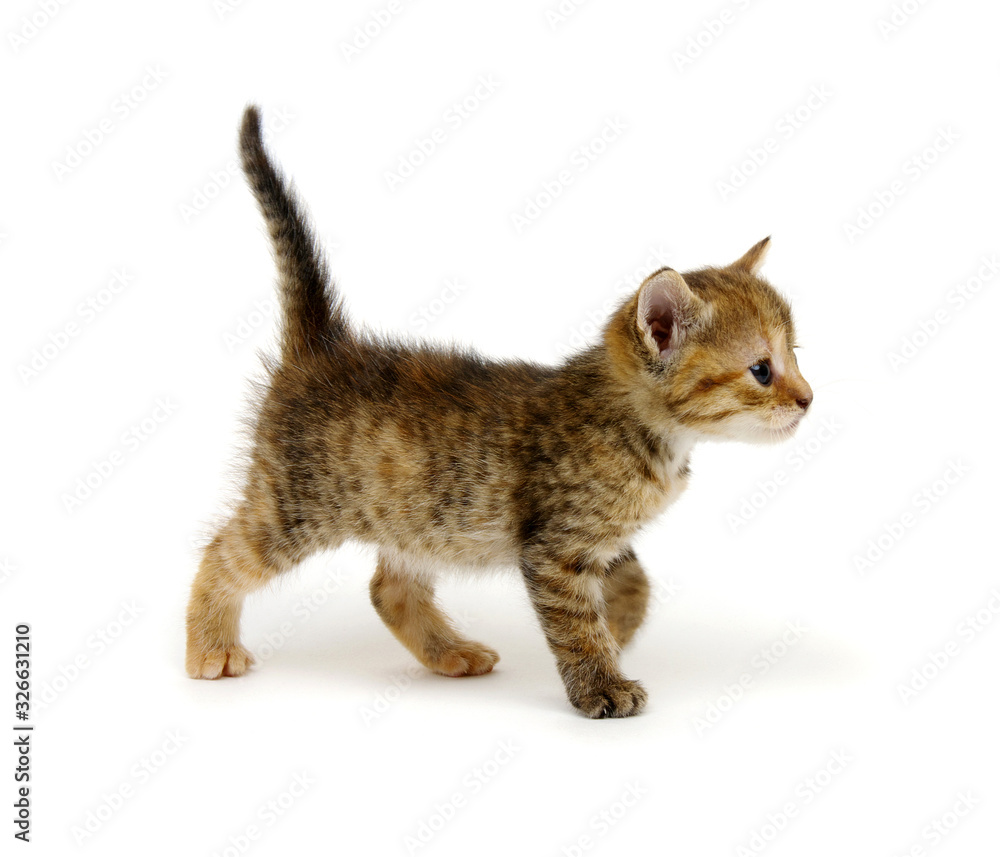 Little beautiful funny kitten on white Little beautiful funny kitten on white