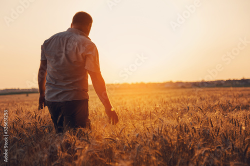 Farmer walking through golden wheat field and checking the harvest.