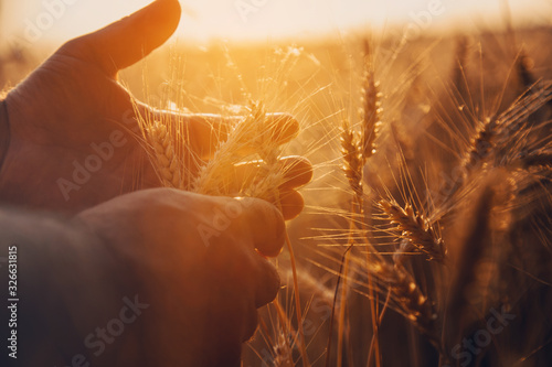 Wheat field. Hands holding ears of golden wheat close up. Beautiful Nature Sunset Landscape. Rural Scenery under Shining Sunlight. Background of ripening ears of wheat field. Rich harvest Concept.