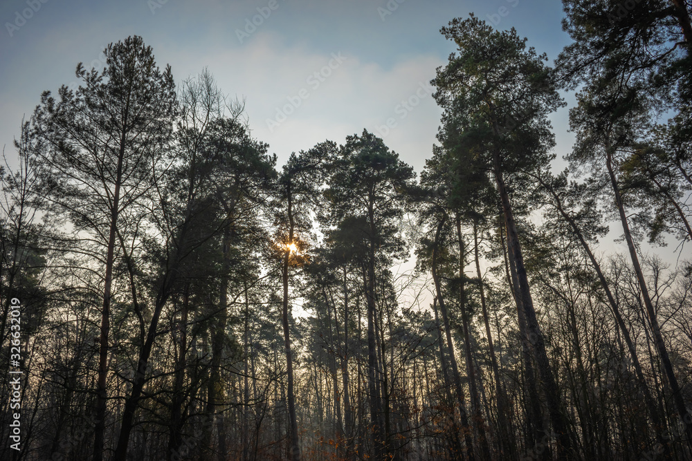 dawn over the pine forest dawn over the pine forest