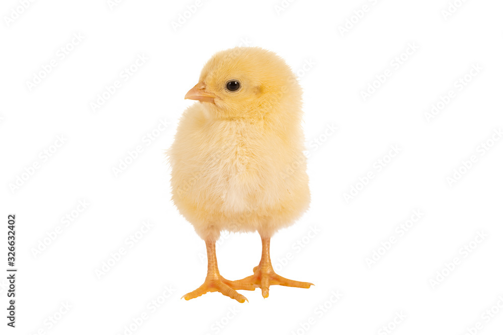 Looking easter chick