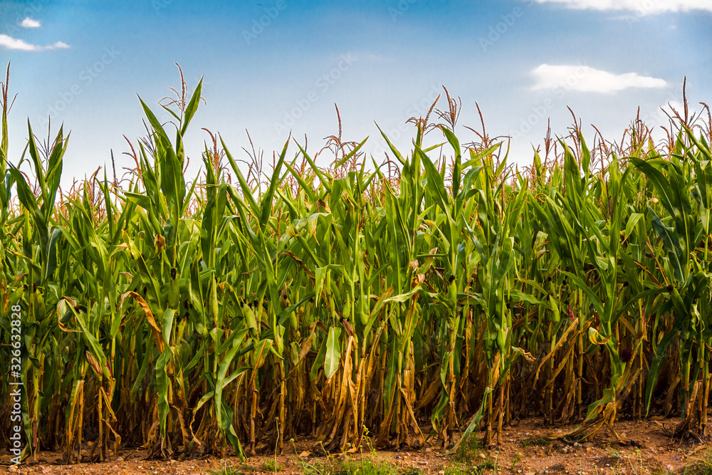 Fototapeta premium Green corn field on a bright summer day against the sky.