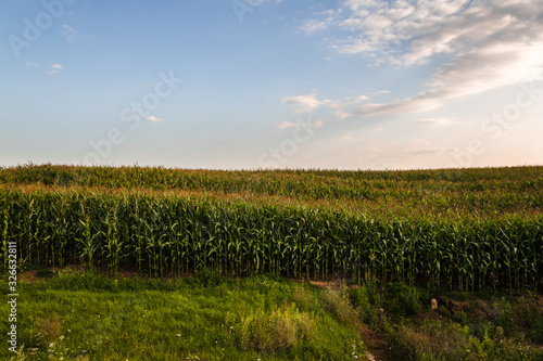 Blue summer sky over a corn green field.