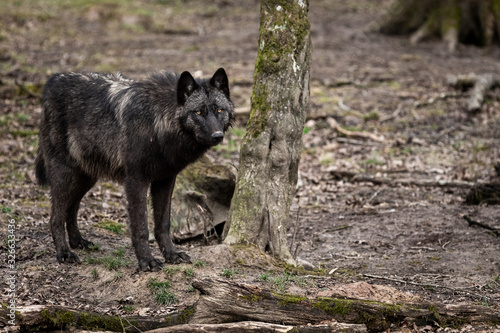 Timberwolf in the forest
