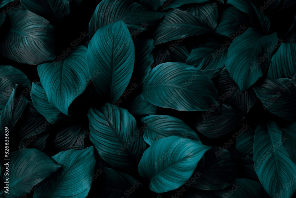 The concept of leaves of Cannifolium spathiphyllum, abstract dark green surface, natural background, tropical leaves