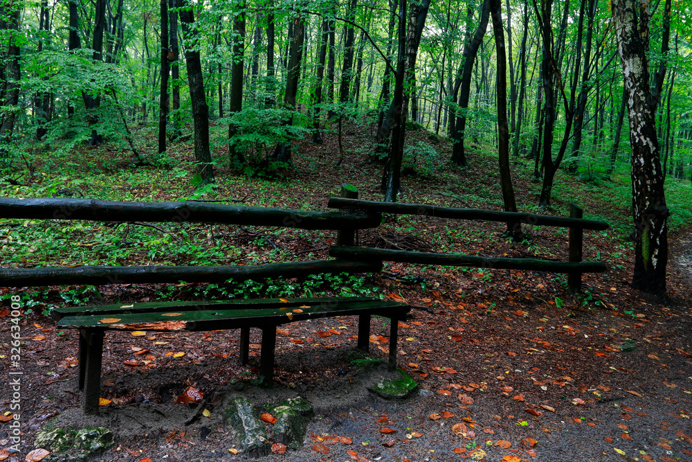 Rainy day in the forest. Summer season. Rainy day in the forest. Summer season.