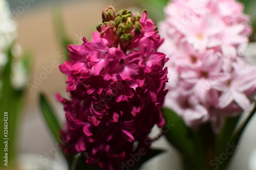 Hyacinth flowers