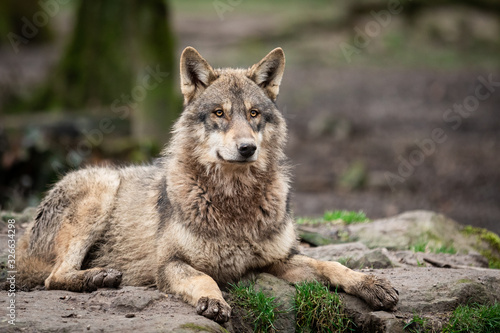 Obraz na płótnie Grey wolf in the forest w salonie