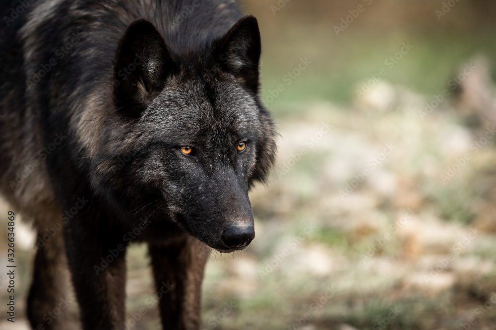 Portrait of timberwolf in the forest