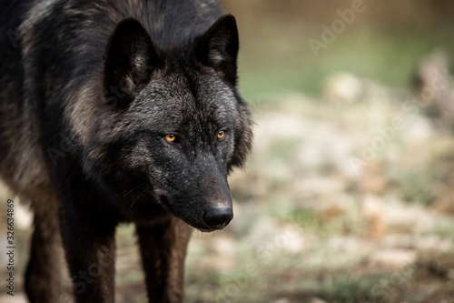 Portrait of timberwolf in the forest