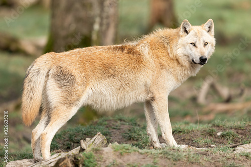 Timberwolf in the forest