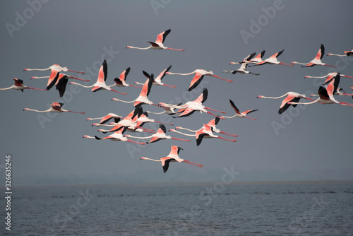 Greater flamingo, Phoenicopterus roseus, Bhigwan, Pune, Maharashtra