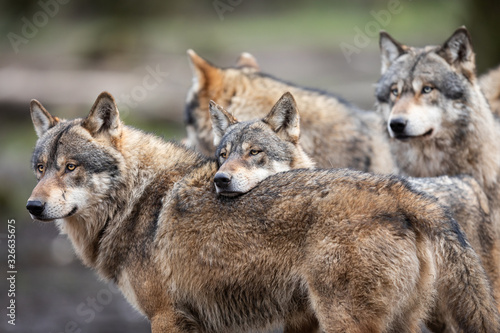Canvas Print Family of grey wolf in the forest