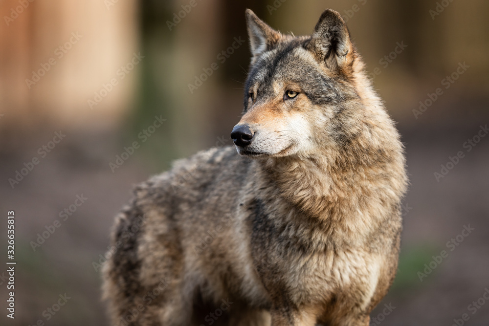 Portrait of grey wolf in the forest