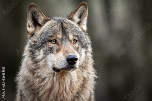 Portrait of grey wolf in the forest