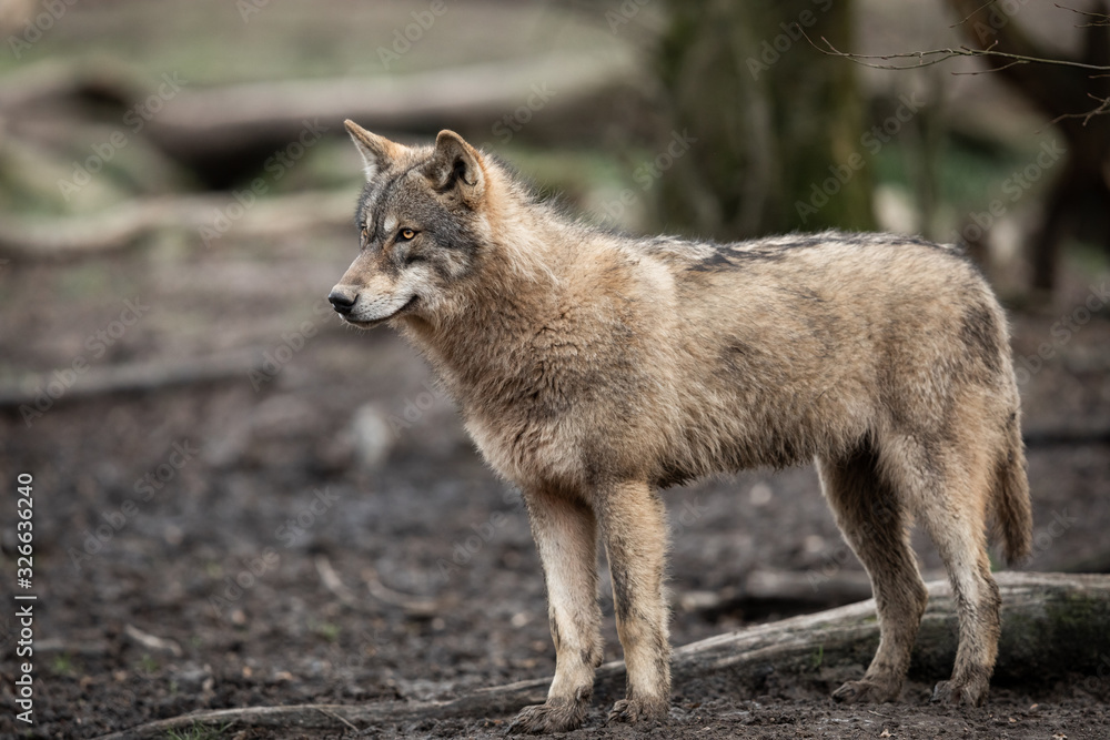 Obraz premium Grey wolf in the forest