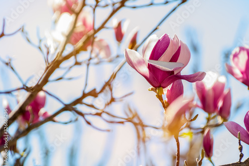 Close Up of Magnolia Flower with Orange Flare on Blurred Background. © daniele russo