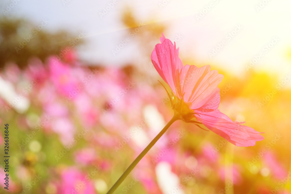 Flower garden and the light of the sun