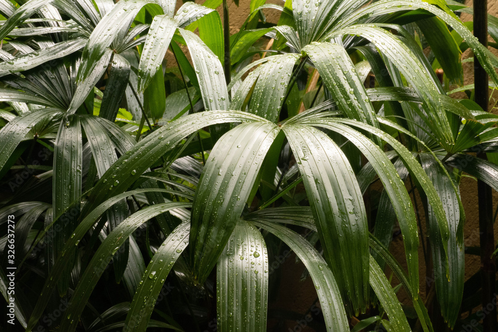 Fototapeta premium Miniature Bamboo leaves in garden with rain drops