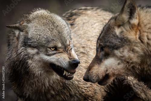 Fototapeta Portrait of Angry grey wolf in the forest