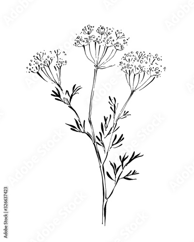 Line drawing of anise on white background. Hand-drawn vector illustration.
