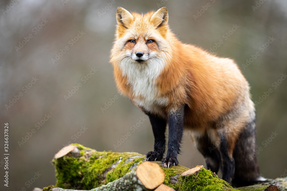 Red fox in the forest