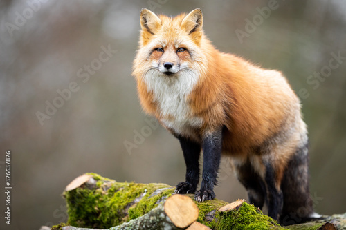 Obraz na płótnie Red fox in the forest w salonie