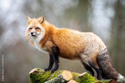 Photography Red fox in the forest