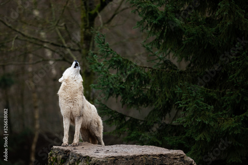 Obraz na płótnie Howling of white wolf in the forest w salonie