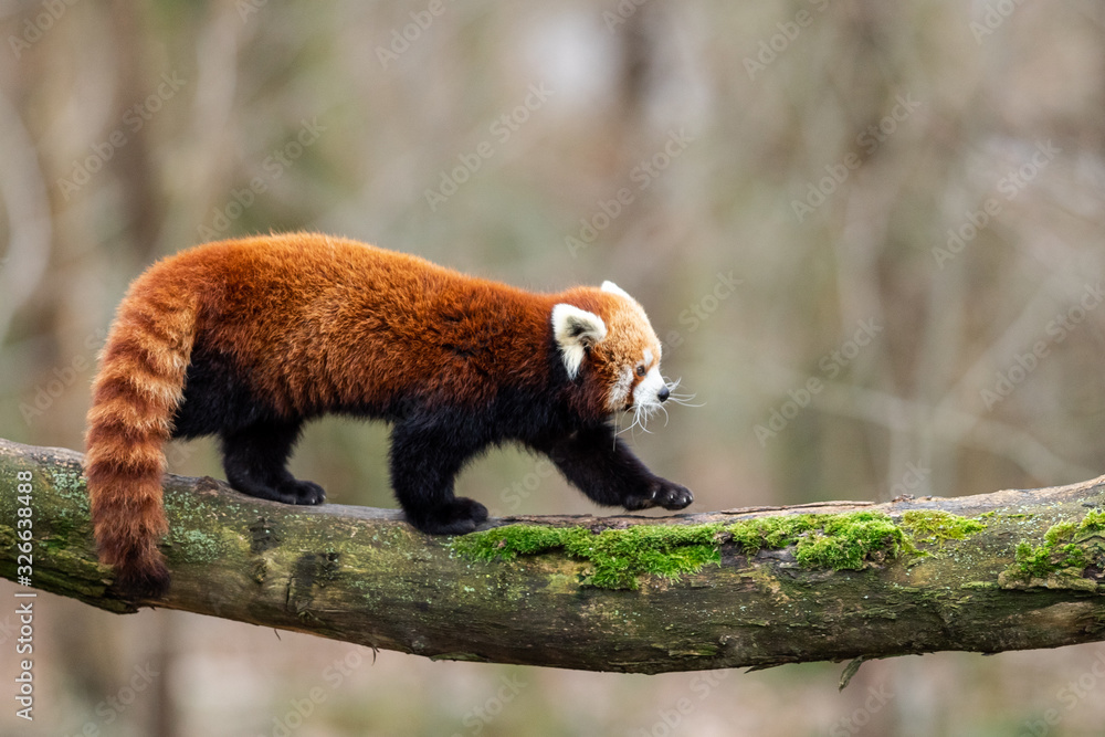 Red panda walking on the tree