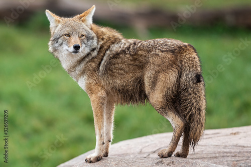 Portrait of Coyote in the meadow
